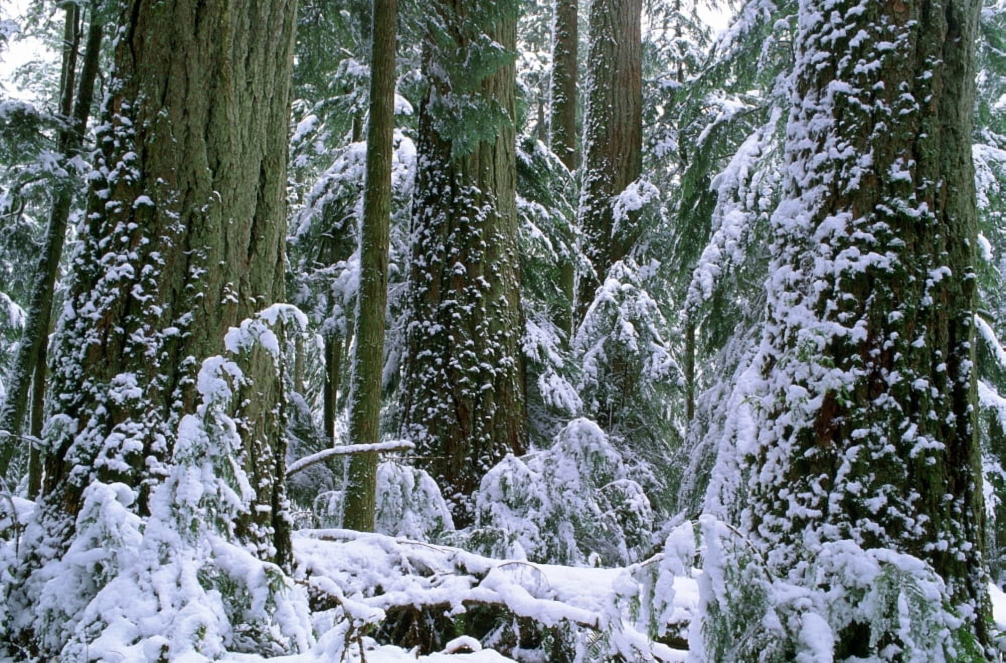 Winter Cathedral Grove British Columbia Canvas Art - David Nunuk Design Pics (17 x 11)