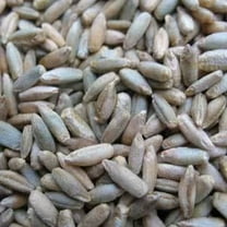 Sustainable Seed Company Winter Cereal Rye 500 Plant Seeds, Non-GMO