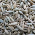 thumbnail image 1 of Winter Cereal Rye - 25 LB Bulk ~200,000 Seeds - Non-GMO, Open Pollinated - Farm & Garden Cold Weather Cover Crop & Erosion Control, 1 of 2