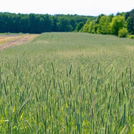 Nature's Seed Winter (Cereal) Rye Seed - 5 Lb