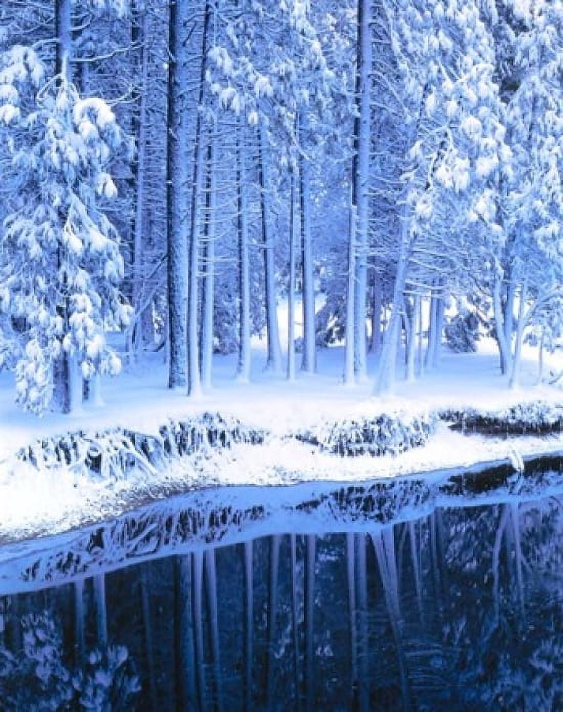 Winter Conifers Merced River Yosemite Valley CA Canvas Art - Scott T Smith DanitaDelimont (16 x 20)