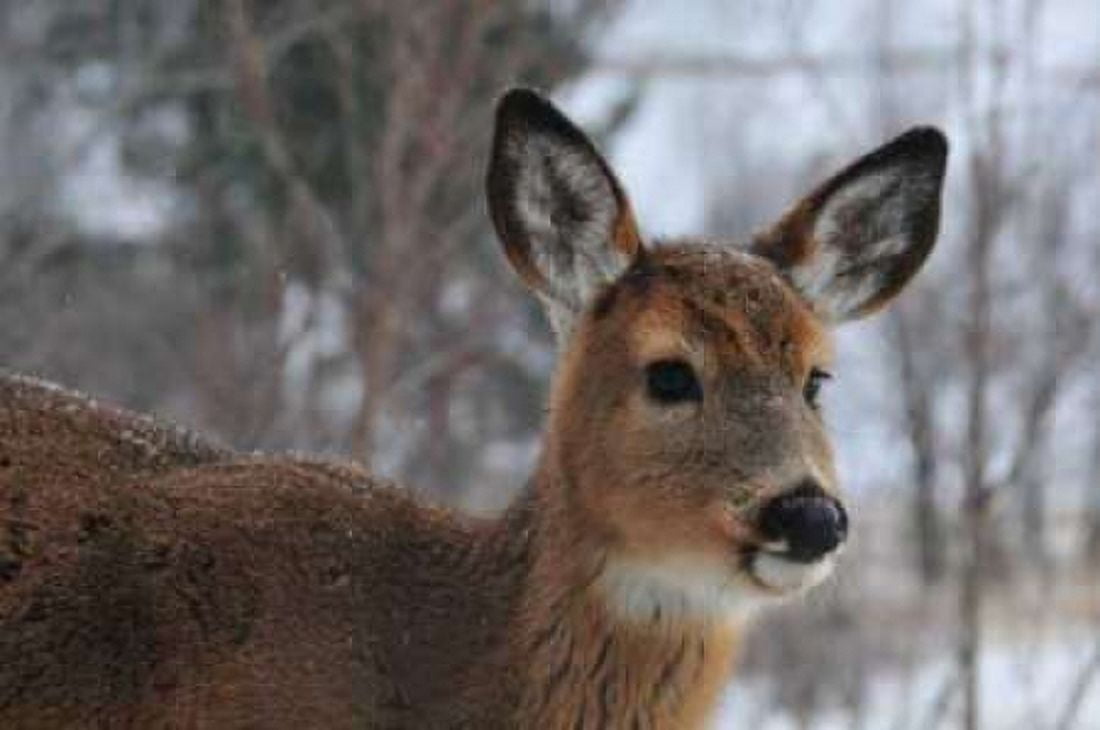 Winter Doe II Canvas Art - Erin Berzel (20 x 28)