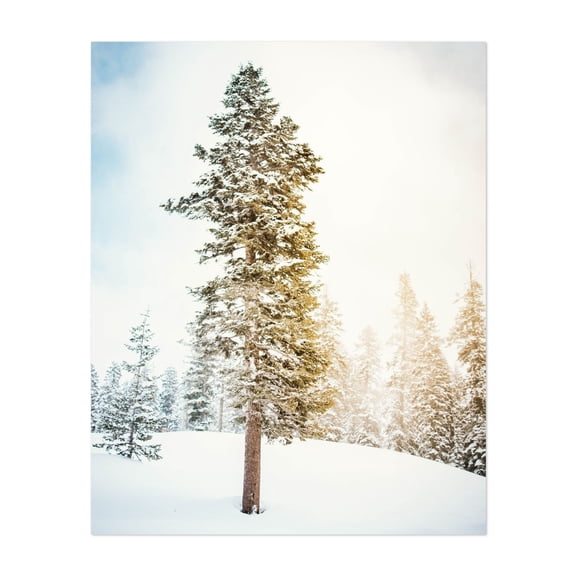 Winter Forest 01 - Bear Valley California Photography Snow Winter Nature Landscape Forest Scenic Woodland Unframed Wall Art Print 9 x 12 inches