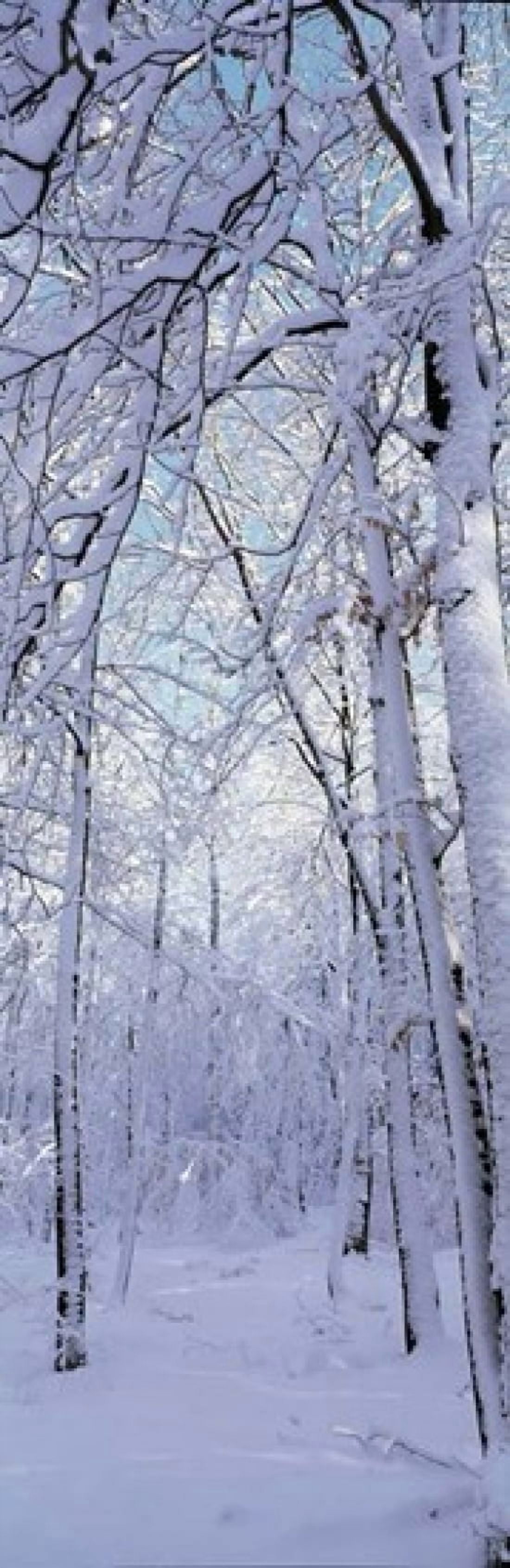 Winter Forest Canvas Art - Panoramic Images (12 x 37)
