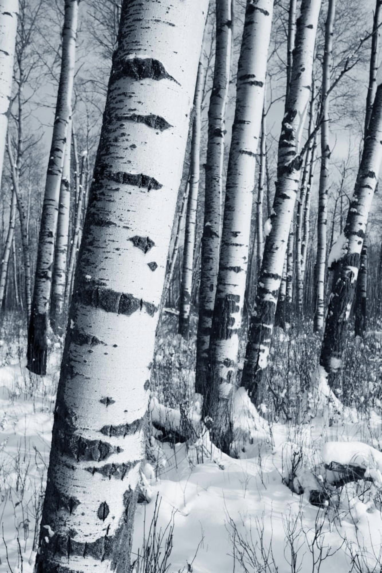Winter Forest Canvas Art - Richard Wear Design Pics (11 x 17)