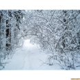thumbnail image 1 of Winter Forest Snowcovered Road Photography Backdrops Blurred Landscape Snowflakes Road Spruce Trees Photo Background XD-08, 1 of 5