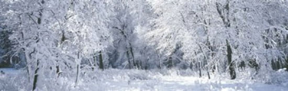 Winter Forest Yosemite National Park California USA Canvas Art - Panoramic Images (18 x 6)