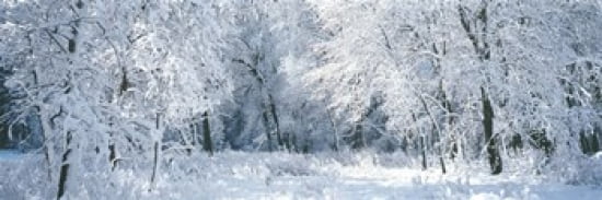 Winter Forest Yosemite National Park California USA Canvas Art - Panoramic Images (36 x 12)