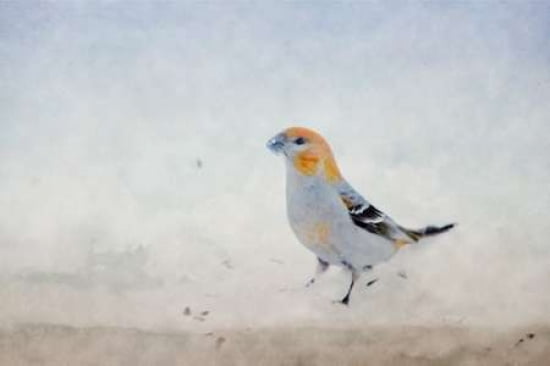 Winter Fringillidae Canvas Art - Roberta Murray (24 x 36)