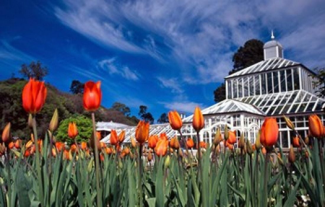 Winter Garden Botanic Gardens Dunedin New Zealand Canvas Art - David Wall DanitaDelimont (37 x 24)