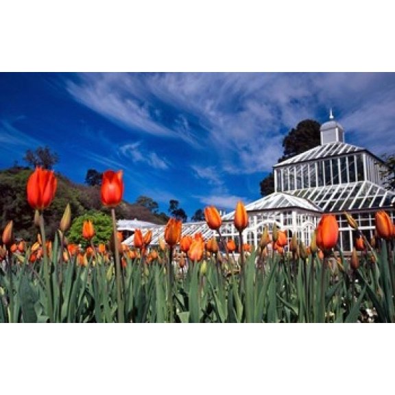 Winter Garden, Botanic Gardens, Dunedin, New Zealand Poster Print by David Wall (18 x 12)
