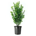 thumbnail image 1 of Winter Gem Boxwood  1 Large Gallon Size Plants  Buxus Microphylla Japonica  Fast Growing Cold Hardy Formal Evergreen Hedge Shrub, 1 of 9