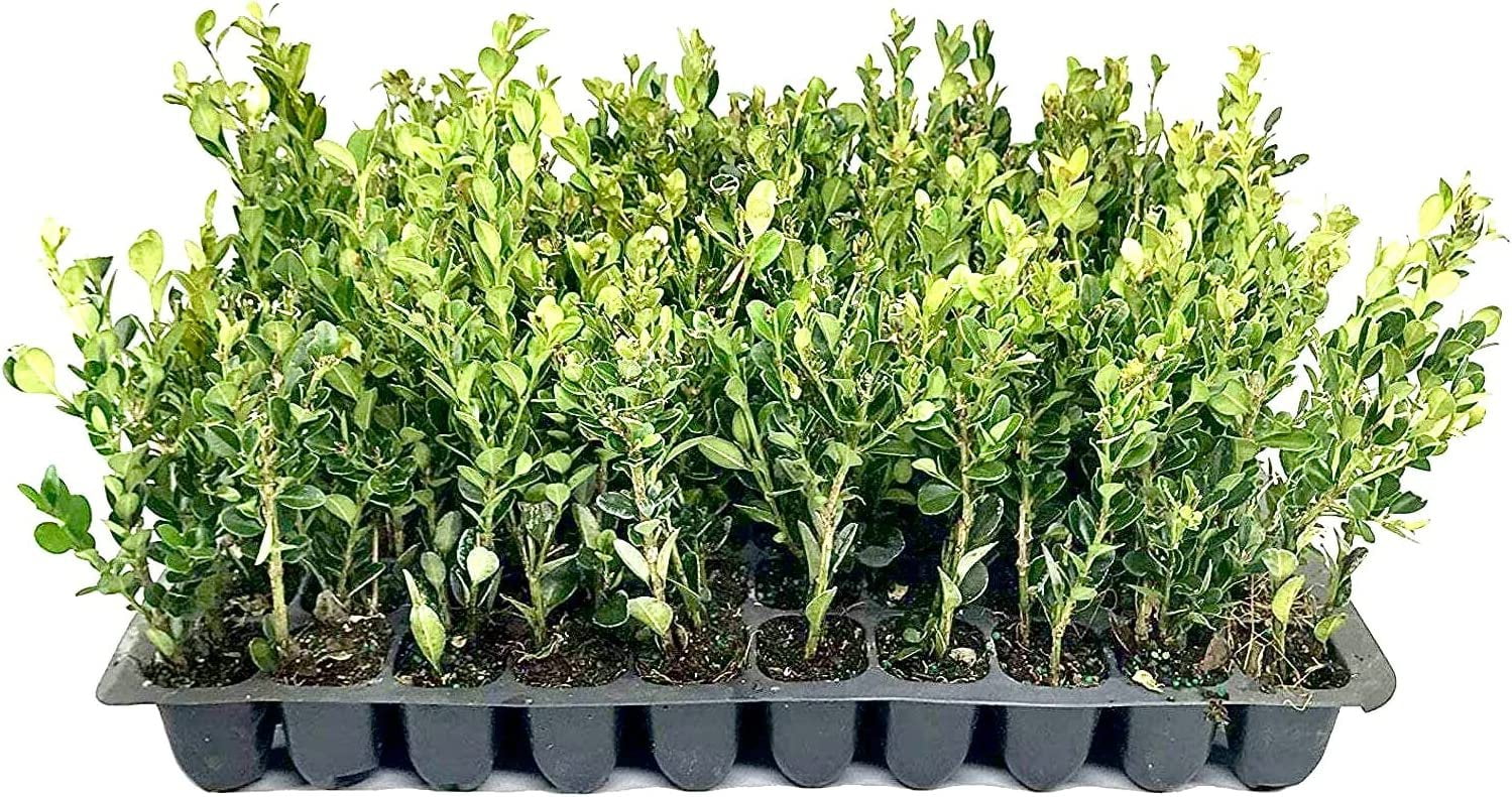 Winter Gem Boxwood 10 Live Plants 2" Pot Size Buxus Microphylla