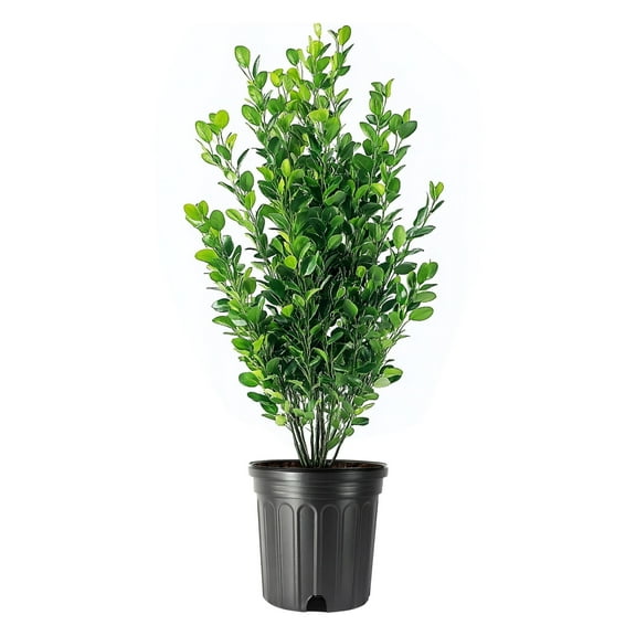Winter Gem Boxwood 2 Large Gallon Size Plants Buxus Microphylla Japonica Fast Growing Cold Hardy Formal Evergreen Hedge Shrub