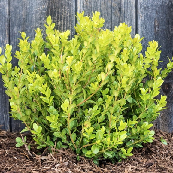 Gurney's 2.25 gal Winter Gem Boxwood Live Shrub