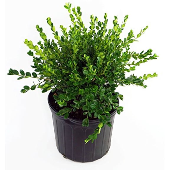 Winter Gem Boxwood