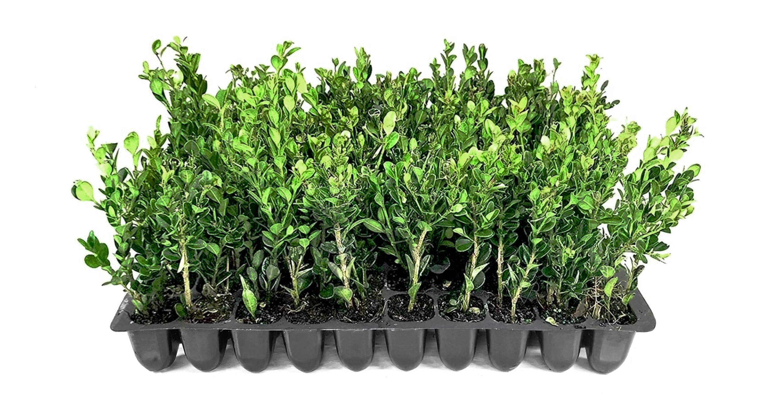Winter Gem Korean Boxwood | 30 Live Plants | Buxus microphylla Japonica ‘Winter Gem’ | Dense Evergreen Hedge Plants | Landscaping Shrubs for Privacy Screens