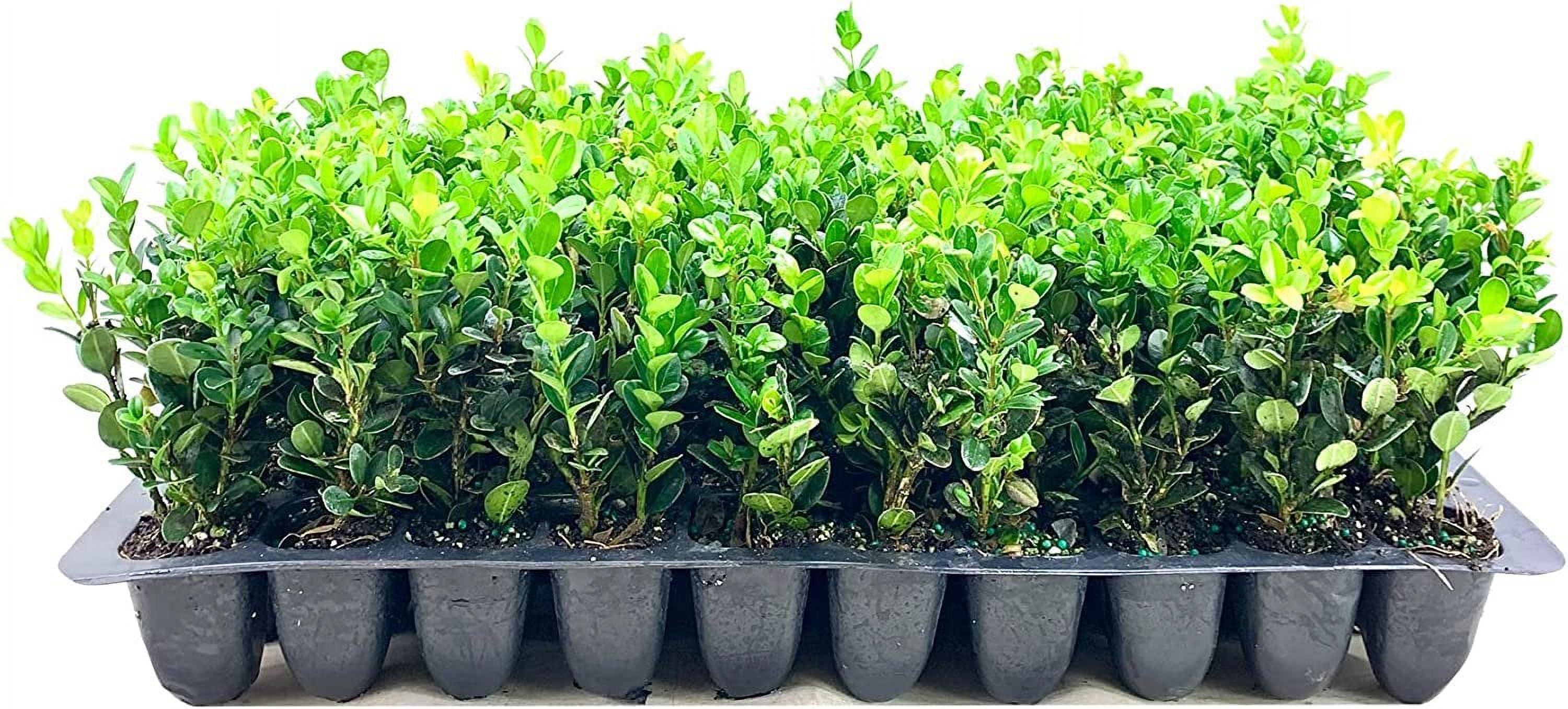 Winter Green Korean Boxwood 10 Live Outdoor Shade Plants, Large Buxus