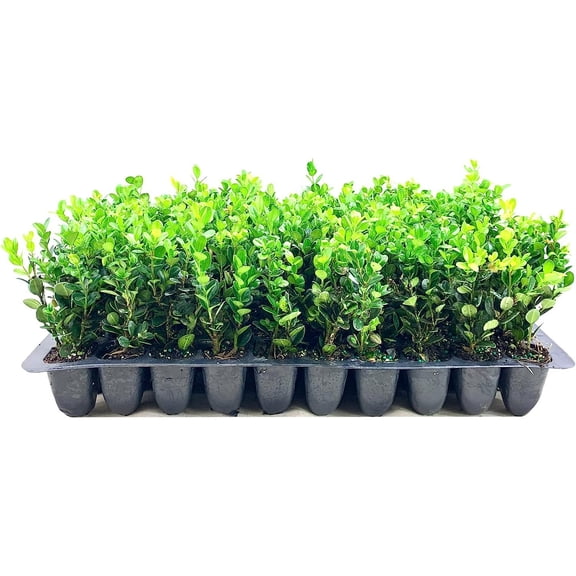 Winter Green Korean Boxwood - 10 Live Plants - Buxus Microphylla - Fast Growing Cold Hardy Formal Shrub