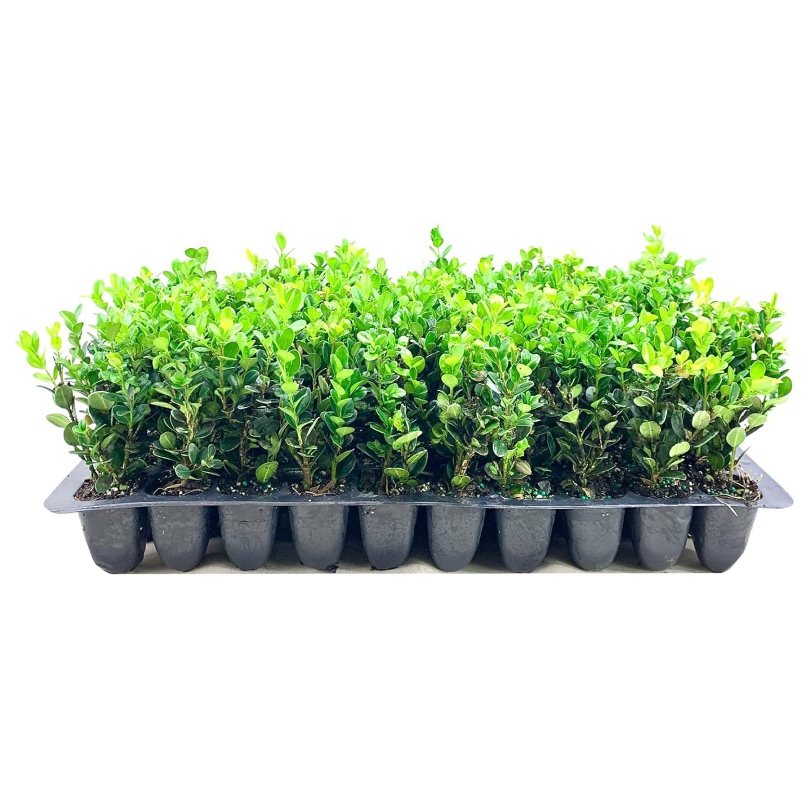 Winter Green Korean Boxwood 10 Live Plants Buxus Microphylla Fast
