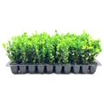 Winter Green Korean Boxwood 50 Live Plants Buxus Microphylla Fast