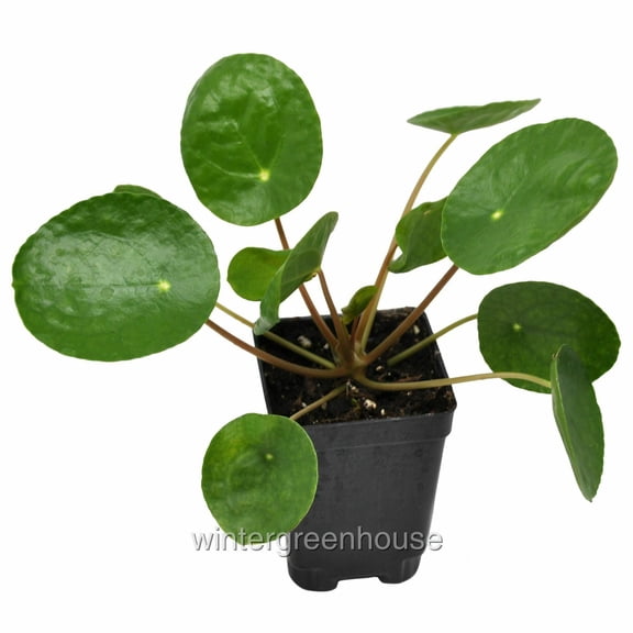 Winter Greenhouse 3" Chinese Money Plant Live Plants in 3" Pot