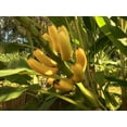 Winter Hardy North America Banana Tree [Blooming Fruiting Succulent