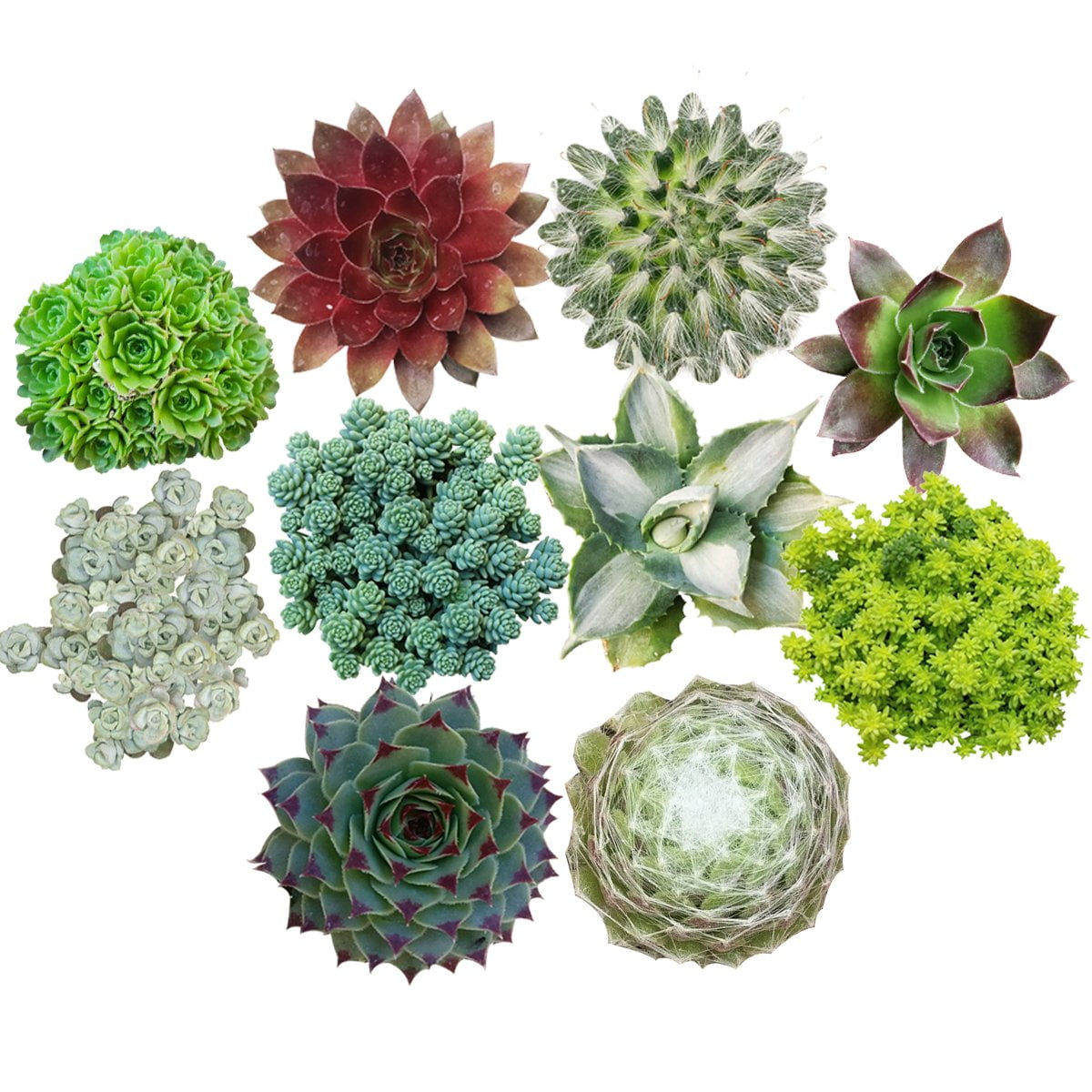 Winter Hardy Succulents Pack - Pack of 10 - Walmart.com