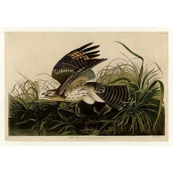 Winter Hawk Poster Print by John James Audubon (10 x 14)