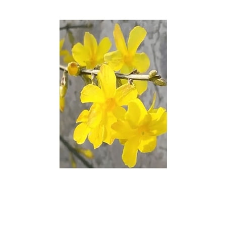 Winter Jasmine Live Plant 12-18" in Height in a #3 Container