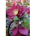 thumbnail image 1 of Winter Jewels Red Sapphire Lenten/Christmas Rose - Helleborus - SHADE-Gallon Pot, 1 of 1