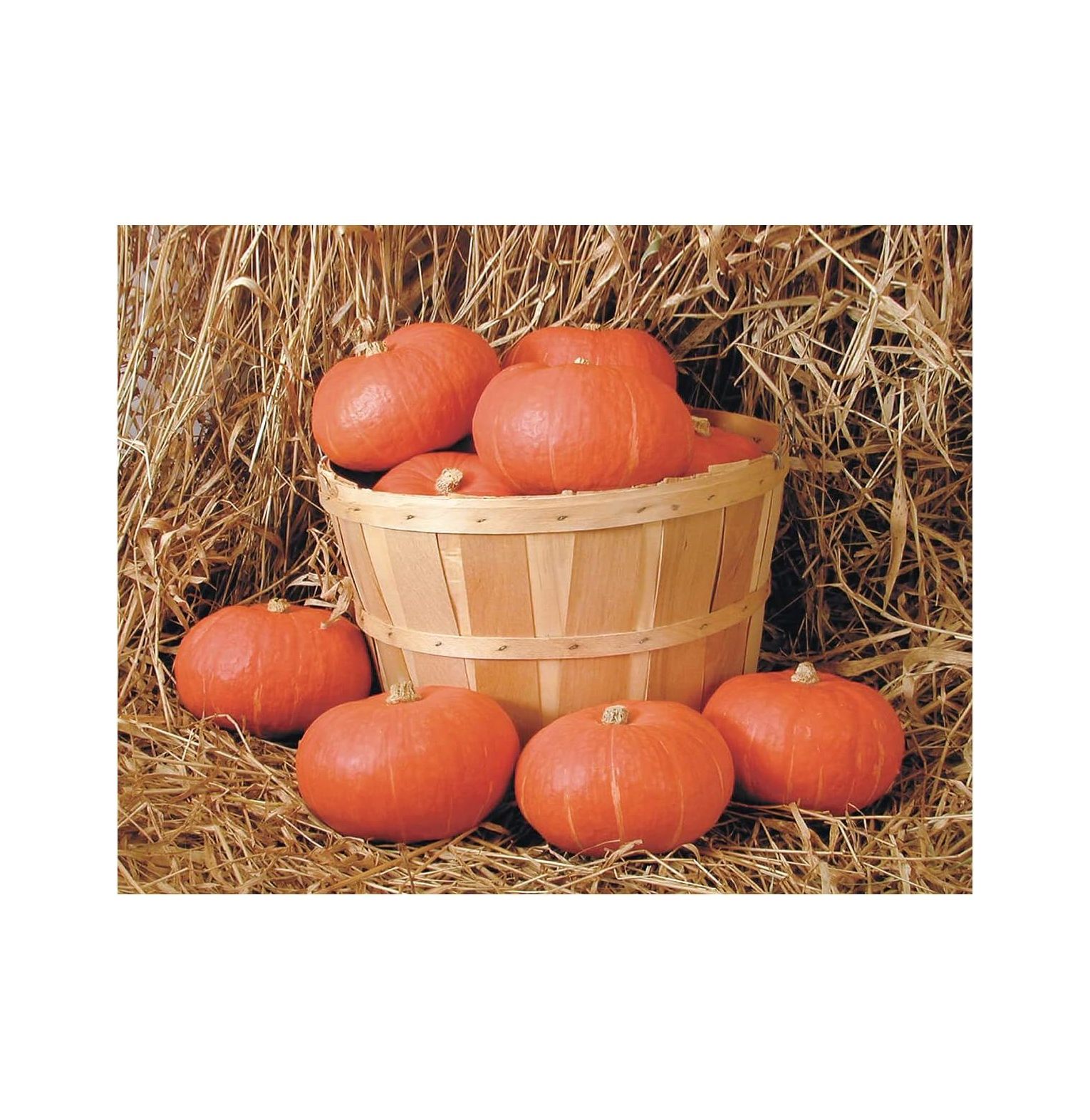 Winter Kabocha Squash Sunshine F1 Vegetable Seeds Package 1/4 lb