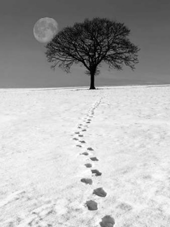Winter Moon Canvas Art - Ilona Wellman (18 x 24)
