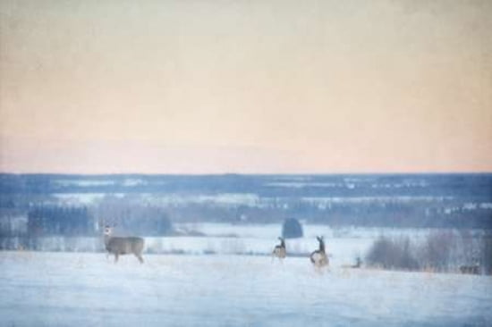 Winter Mule Deer Canvas Art - Roberta Murray (20 x 28)