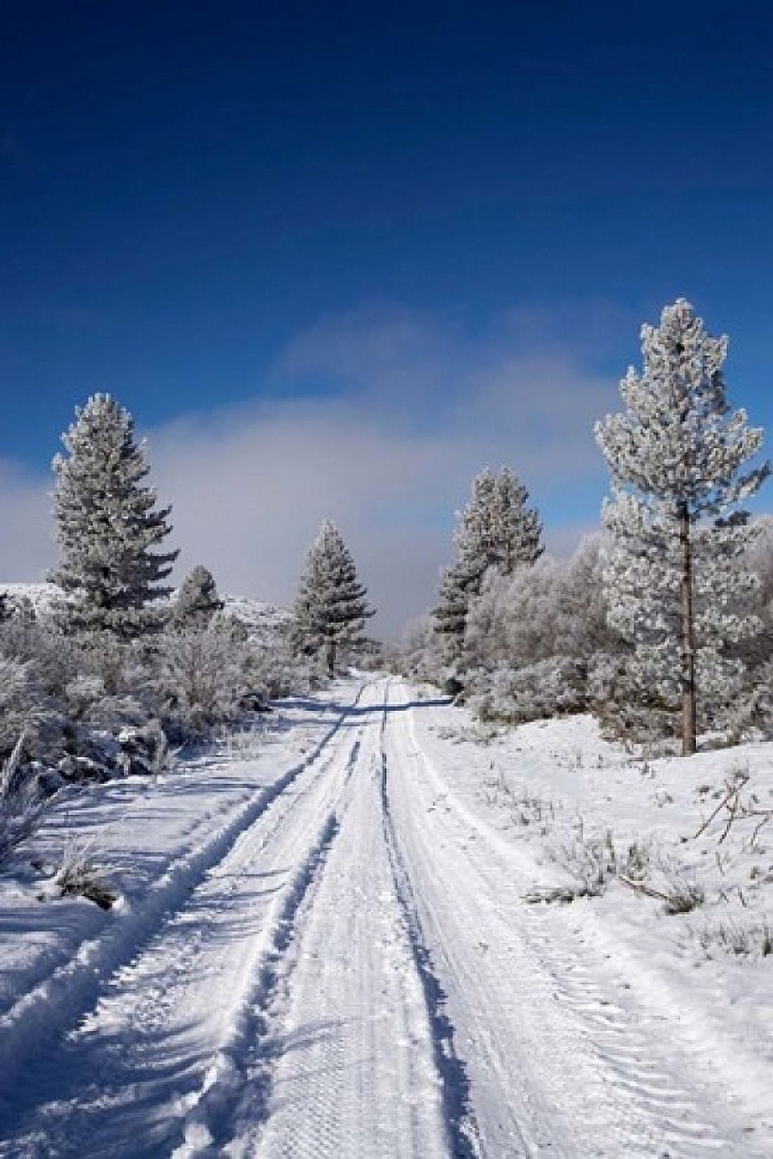 Winter Pine Trees Cambrians South Island New Zealand Canvas Art - David Wall DanitaDelimont (12 x 17)