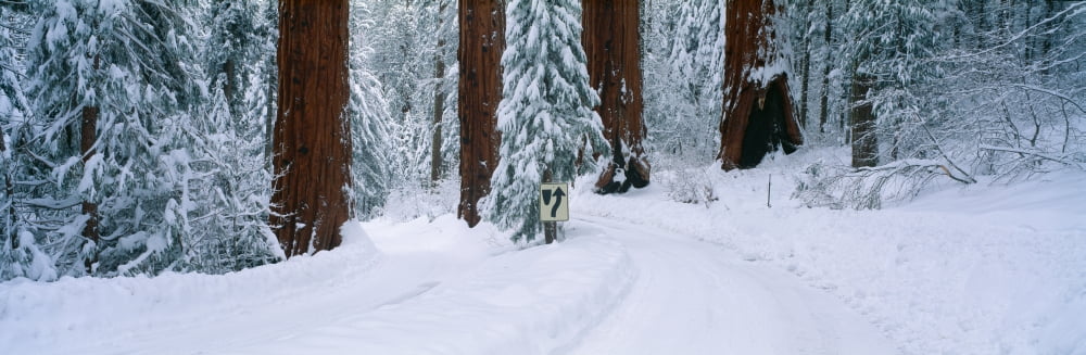 Winter Road into Sequoia National Park California Canvas Art - Panoramic Images (27 x 9)