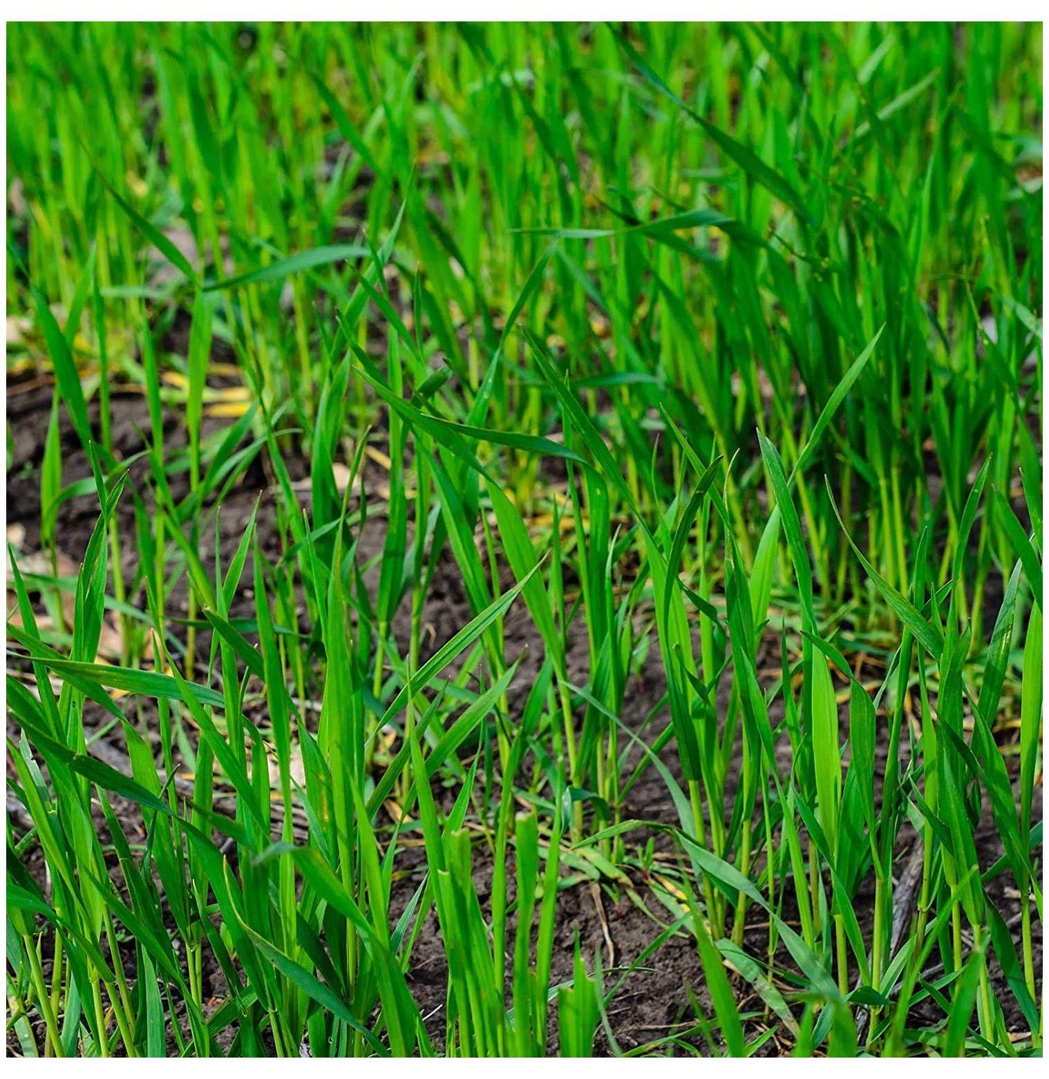 Winter Rye Seed, 5 Pounds