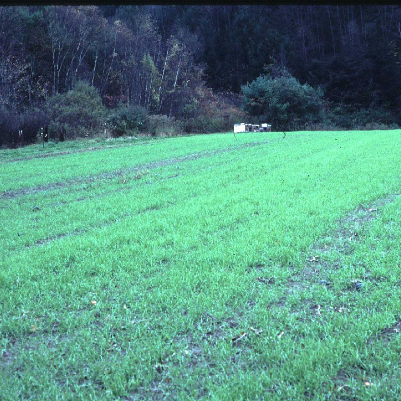 Winter Cereal Rye - 1 LB ~8,000 Seeds - Non-GMO, Open Pollinated - Farm & Garden Cold Weather Cover Crop & Erosion Control.
