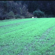 Winter Cereal Rye - 1 LB ~8,000 Seeds - Non-GMO, Open Pollinated - Farm & Garden Cold Weather Cover Crop & Erosion Control.