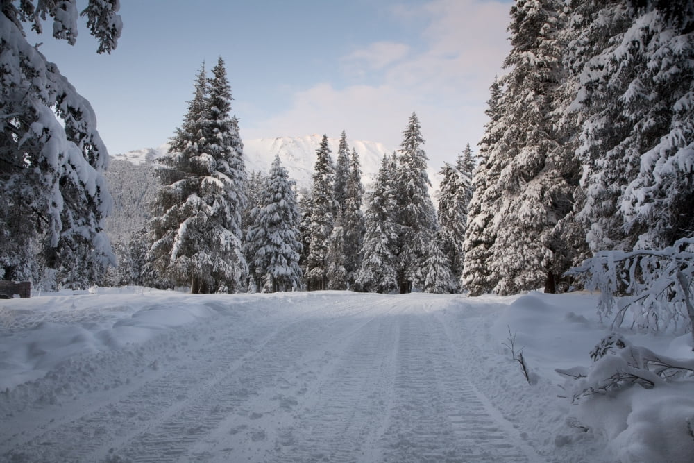 Winter Scenic Of A Snowy Road In A Snowcovered Forest At Girdwood In Southcentral Alaska Canvas Art - Jeff Schultz Design Pics (34 x 22)