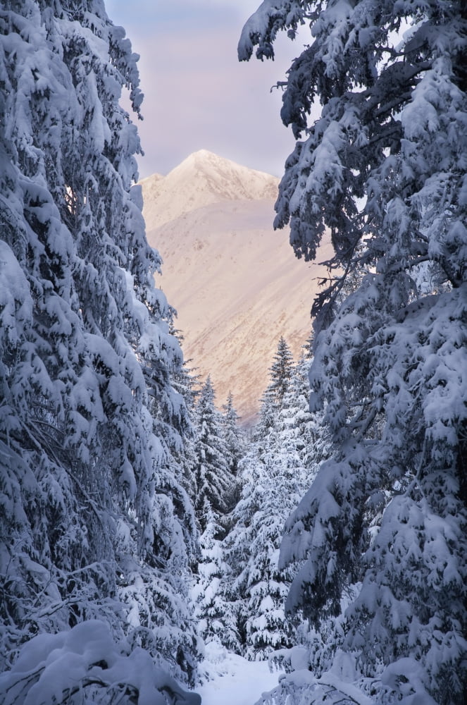 Winter Scenic Of Snow Covered Spruce Trees And Chugach Mountains Near Girdwood Southcentral Alaska Canvas Art - Jeff Schultz Design Pics (12 x 19)