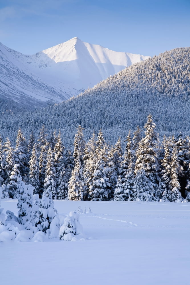 Winter Scenic Of Snowcovered Spruce Trees And The Chugach Mountains Near Girdwood In Southcentral Alaska Canvas Art - Jeff Schultz  Design Pics (12 x 19)