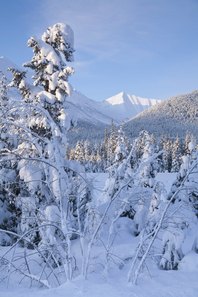Winter Scenic Of Snowcovered Spruce Trees And The Chugach Mountains Near Girdwood In Southcentral Alaska Canvas Art - Jeff Schultz Design Pics (24 x 38)