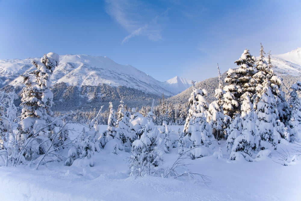 Winter Scenic Of Snowcovered Spruce Trees And The Chugach Mountains Near Girdwood In Southcentral Alaska Canvas Art - Jeff Schultz Design Pics (38 x 24)