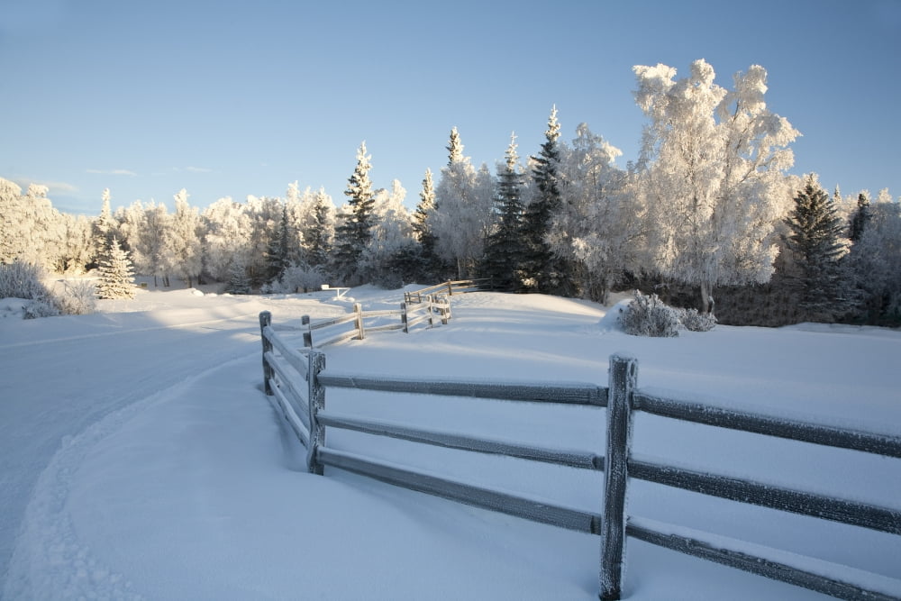 Winter Scenic Of Split Rail Fence And Frosted Spruce And Birch Trees In The Background In Southcentral Alaska Canvas Art - Jeff Schultz Design Pics (17 x 11)