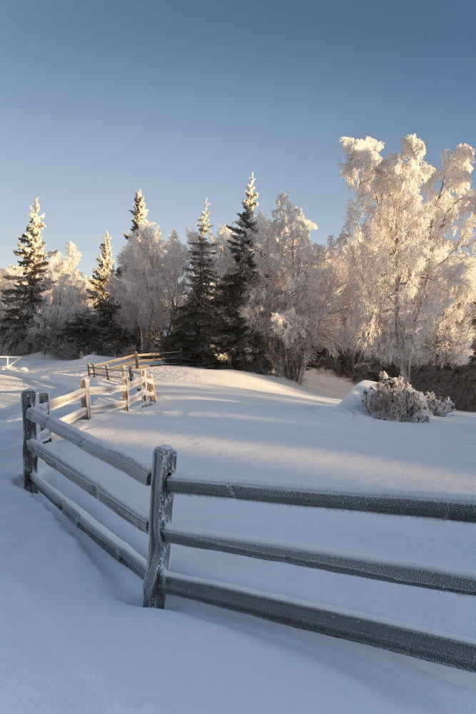 Winter Scenic Of Split Rail Fence And Frosted Spruce And Birch Trees In The Background In Southcentral Alaska Canvas Art - Jeff Schultz  Design Pics (22 x 34)