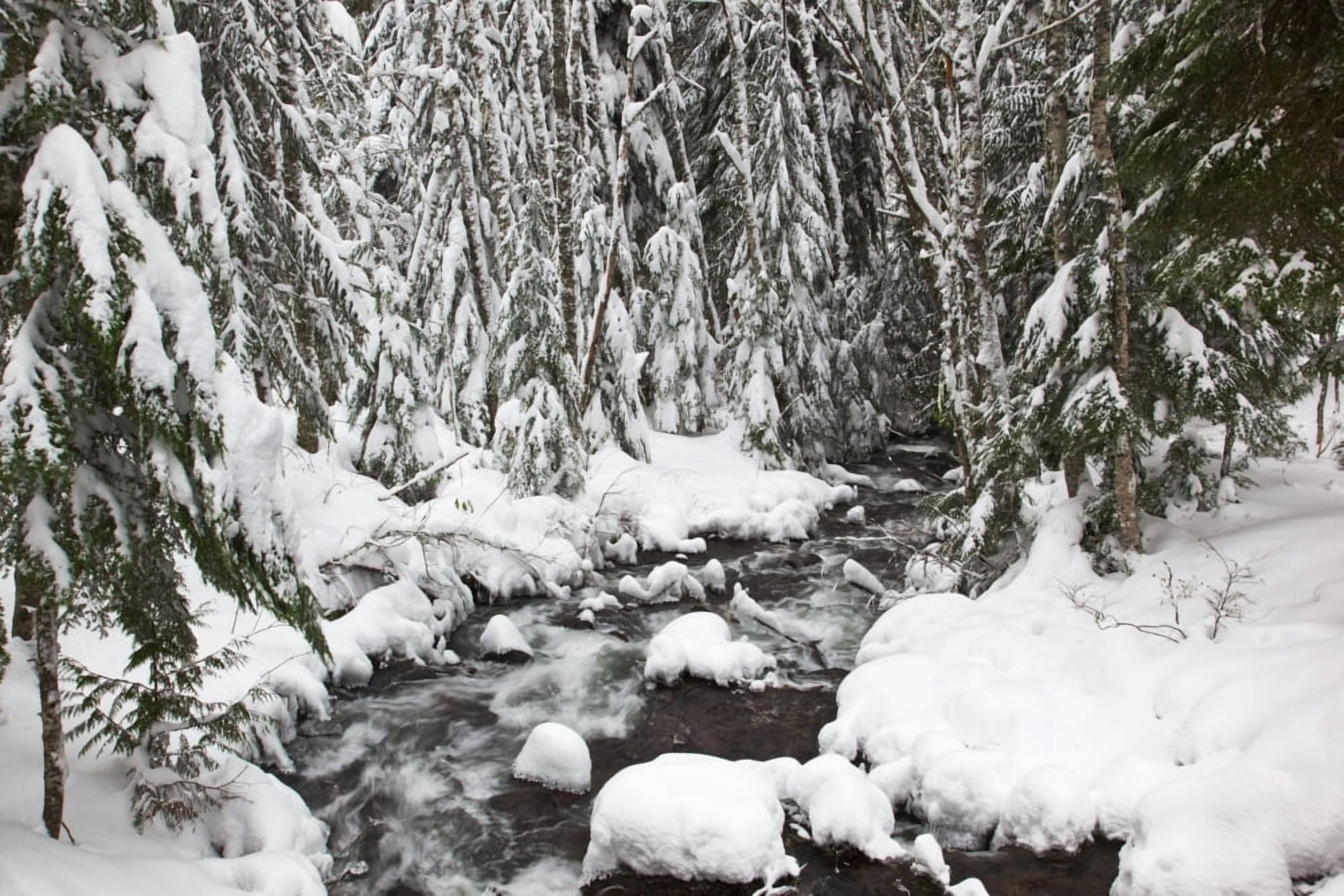 Winter Snow Along Still Creek In Mt Hood National Forest Oregon United States Of America Canvas Art - Craig Tuttle Design Pics (38 x 24)