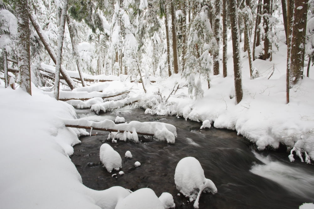 Winter Snow Along Still Creek In Mt Hood National Forest Oregon United States Of America Canvas Art - Craig Tuttle Design Pics (38 x 24)