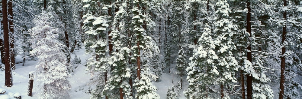 Winter Snowstorm in the Lake Tahoe Area California Canvas Art - Panoramic Images (36 x 12)