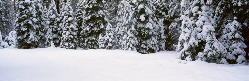 Winter Snowstorm in the Lake Tahoe Area California Canvas Art - Panoramic Images (36 x 12)